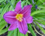 Flower of daylily named Mariachi