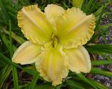 Flower of daylily named Marie Hooper Memorial