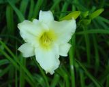 Flower of daylily named May May