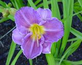 Flower of daylily named Medieval Guild