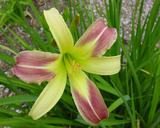 Flower of daylily named Miss Jessie