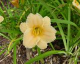 Flower of daylily named Moonlight Mist