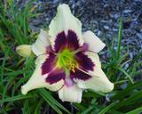 Flower of daylily named Moonlit Masquerade