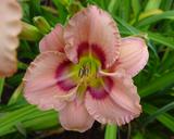 Flower of daylily named Mystical Rainbow