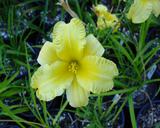 Flower of daylily named Nance