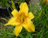 Flower of daylily named Nashville
