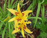 Flower of daylily named Nashville Lights